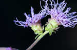 Roughleaf blazing star <BR>Tall blazing star